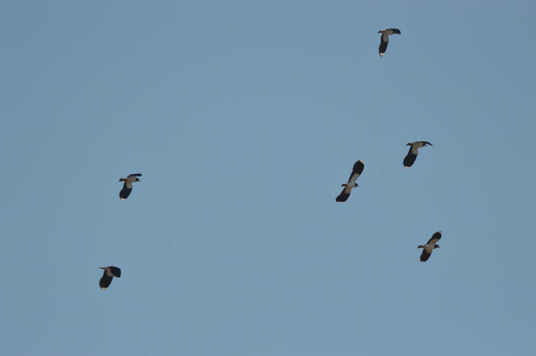 Northern Lapwing