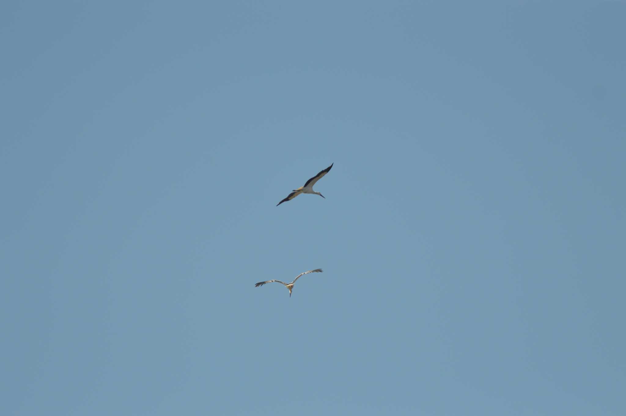 Photo of Oriental Stork at 石川県 by へびいちご