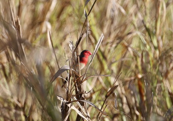 Crimson Finch Iron Range National Park Sun, 10/20/2019