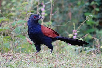 2019年11月26日(火) ランカウィ島の野鳥観察記録