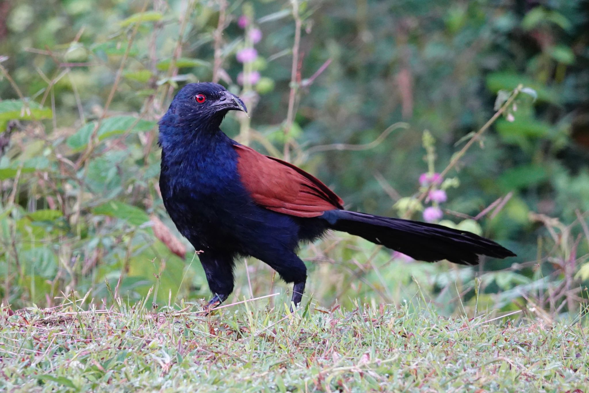 Photo of Greater Coucal at Langkawi Island(General Area) by のどか