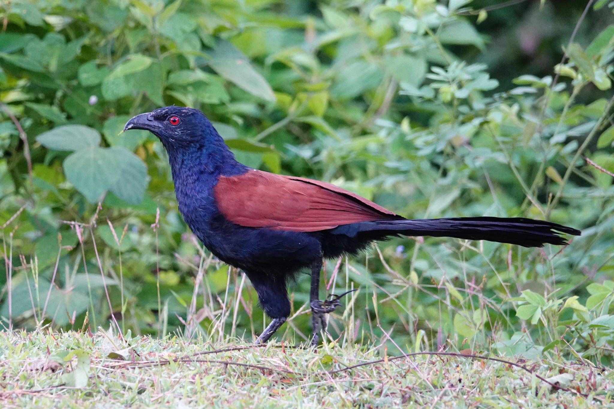 Photo of Greater Coucal at Langkawi Island(General Area) by のどか