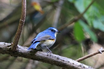 Fri, 12/13/2019 Birding report at 犬飼滝