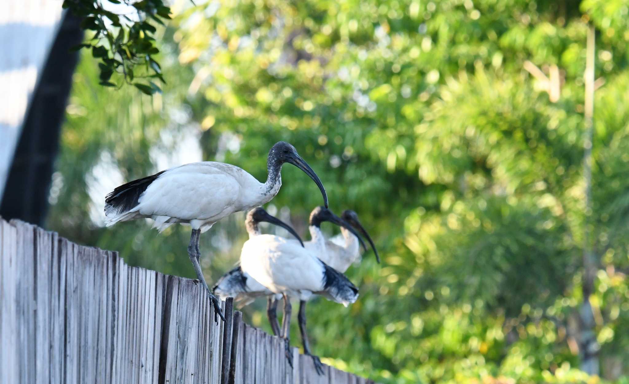 Australian White Ibis