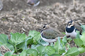 タゲリ 場所が不明 2019年12月18日(水)