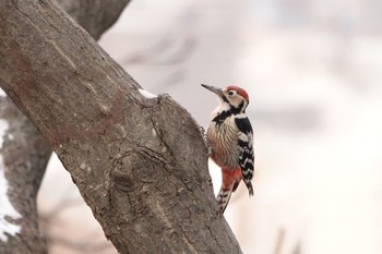 2019年12月15日(日) 旭山記念公園の野鳥観察記録