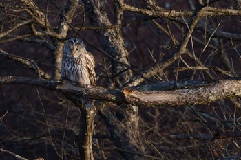 Ural Owl Unknown Spots Mon, 12/16/2019