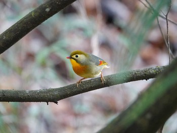 Red-billed Leiothrix 海上の森 Thu, 12/19/2019