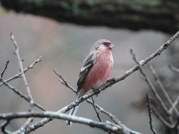 Siberian Long-tailed Rosefinch 海上の森 Thu, 12/19/2019