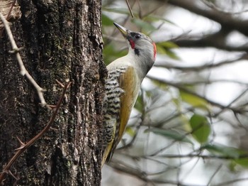 Japanese Green Woodpecker 海上の森 Thu, 12/19/2019