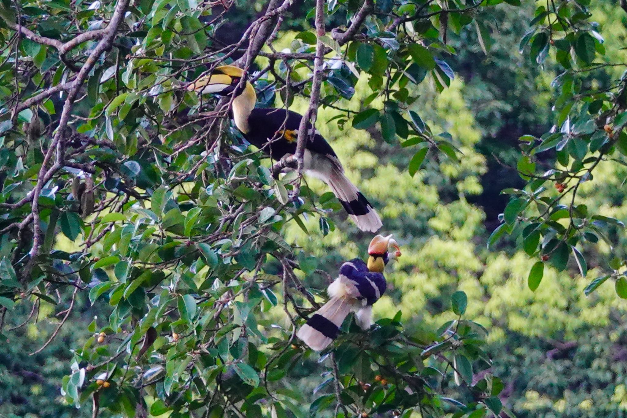 Great Hornbill