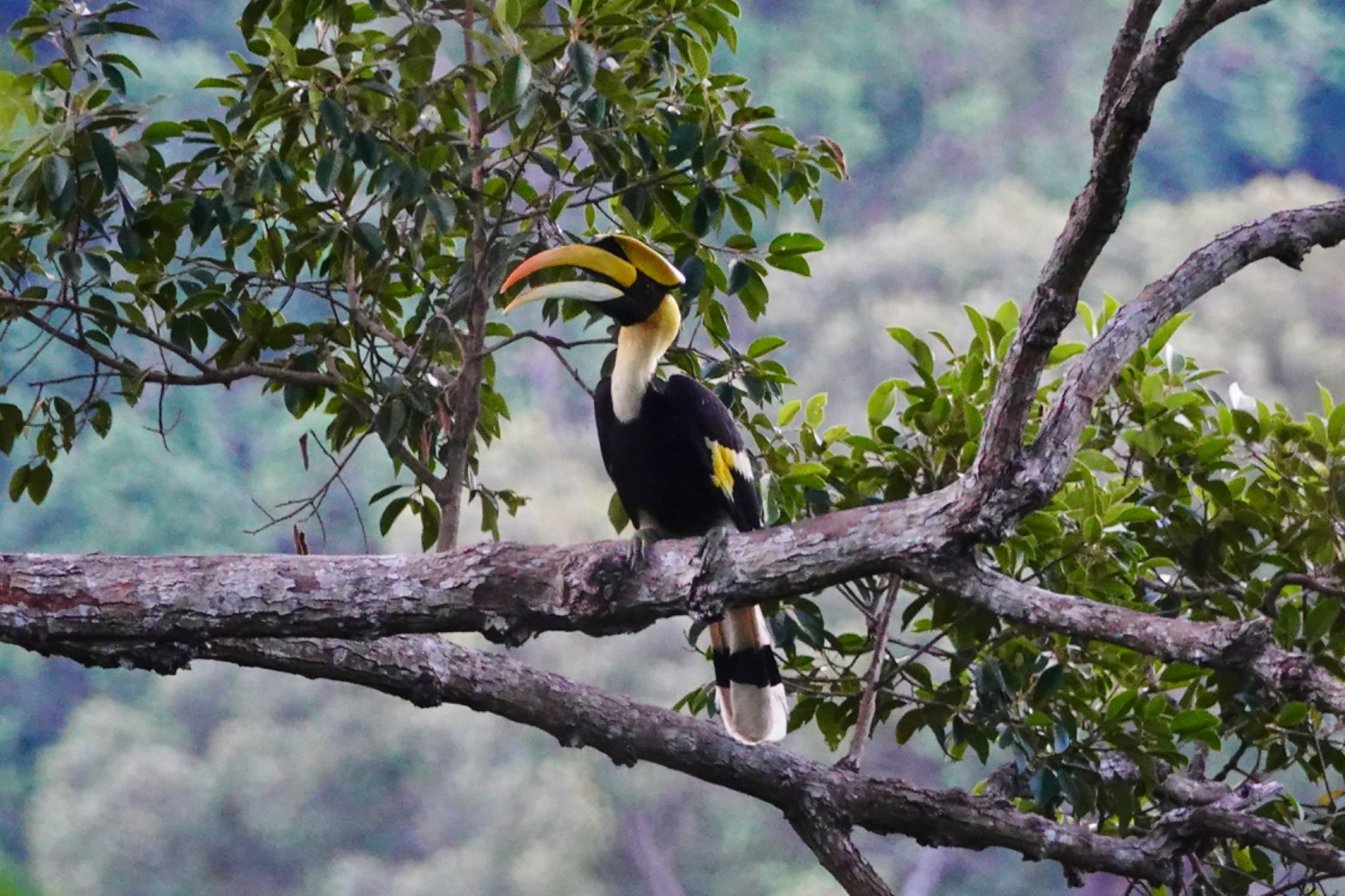 Photo of Great Hornbill at Langkawi Island(General Area) by のどか