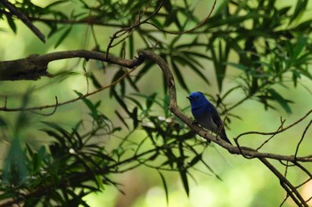 クロエリヒタキ 台湾 2019年12月12日(木)