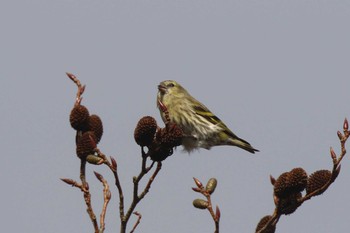 Eurasian Siskin 六甲山 Sun, 12/15/2019