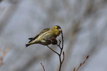 マヒワ 六甲山 2019年12月15日(日)