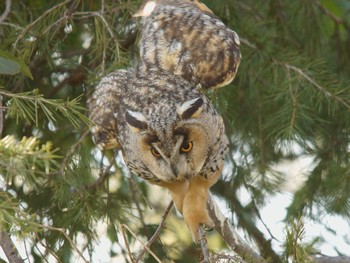 2018年1月18日(木) 平塚の野鳥観察記録