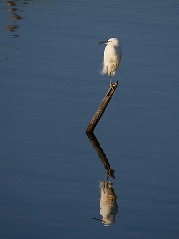 Little Egret Teganuma Mon, 12/16/2019