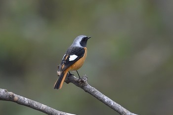 Daurian Redstart Mizumoto Park Wed, 12/18/2019