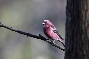 Pallas's Rosefinch Saitama Prefecture Forest Park Thu, 12/12/2019