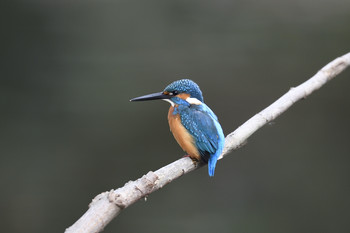 Common Kingfisher Mizumoto Park Wed, 12/18/2019