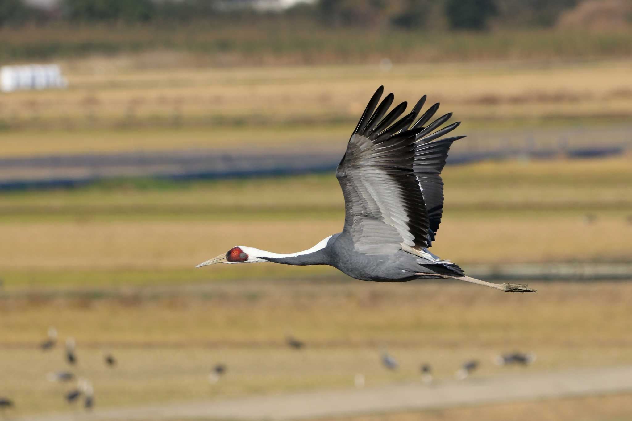 Photo of White-naped Crane at Izumi Crane Observation Center by とみやん