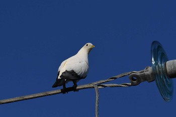 Torresian Imperial Pigeon ケアンズ Sun, 10/13/2019