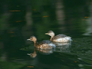 2019年12月20日(金) 座間の野鳥観察記録