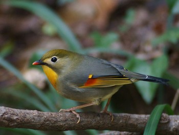 ソウシチョウ 座間 2019年12月20日(金)