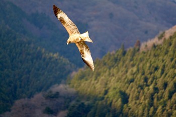 トビ 奥多摩湖 2019年12月19日(木)