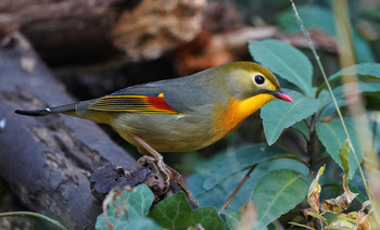 Red-billed Leiothrix 東京都多摩地域 Thu, 12/5/2019