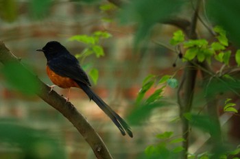 White-rumped Shama