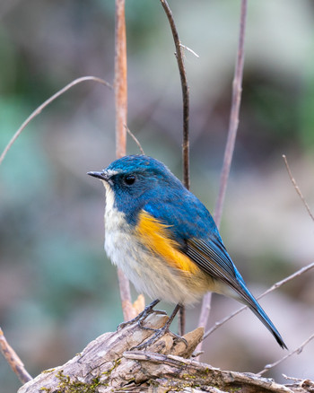 Red-flanked Bluetail さいたま市 Unknown Date