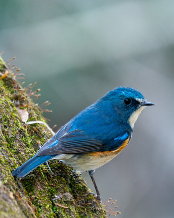 Red-flanked Bluetail さいたま市 Fri, 12/20/2019