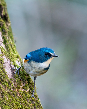 Red-flanked Bluetail さいたま市 Fri, 12/20/2019