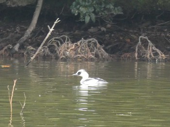 2019年12月14日(土) 奈良市水上池の野鳥観察記録