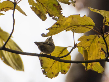 Goldcrest Rikugien Garden Sun, 12/15/2019