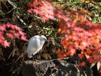 Little Egret Rikugien Garden Sun, 12/15/2019