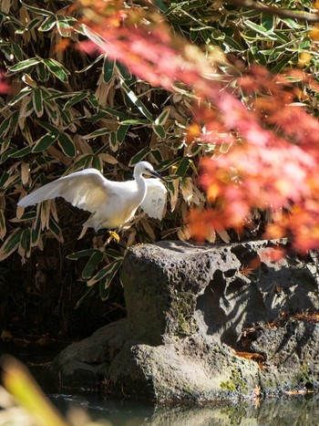 Little Egret Rikugien Garden Sun, 12/15/2019