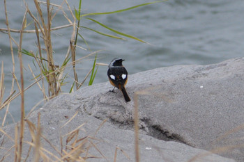 2019年12月21日(土) 多摩川二ヶ領宿河原堰の野鳥観察記録