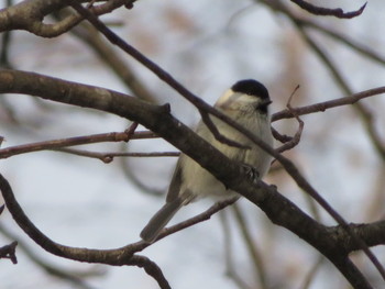 Japanese Tit 豊平公園(札幌市) Sat, 12/21/2019