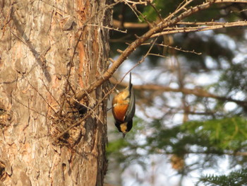 Varied Tit 豊平公園(札幌市) Sat, 12/21/2019