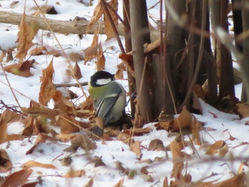 Japanese Tit 豊平公園(札幌市) Sat, 12/21/2019