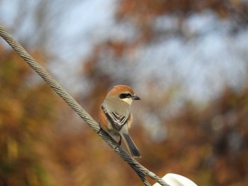 Bull-headed Shrike 倉敷市藤戸町 Sat, 12/21/2019