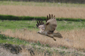 Rough-legged Buzzard 北九州市 Sat, 12/21/2019