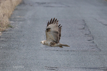 Rough-legged Buzzard 北九州市 Sat, 12/21/2019