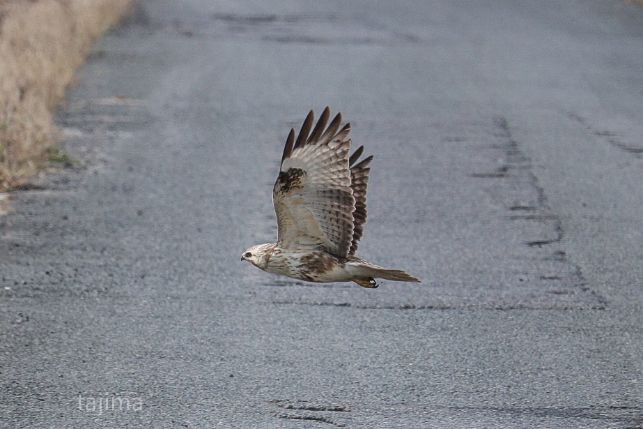 Rough-legged Buzzard