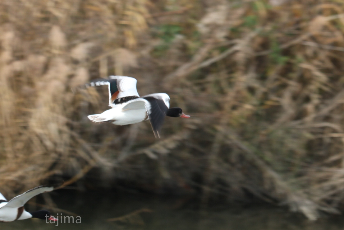 Photo of Common Shelduck at 北九州市 by Tajima