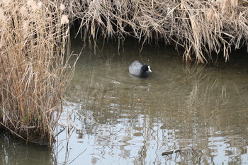 Eurasian Coot 北九州市 Sat, 12/21/2019