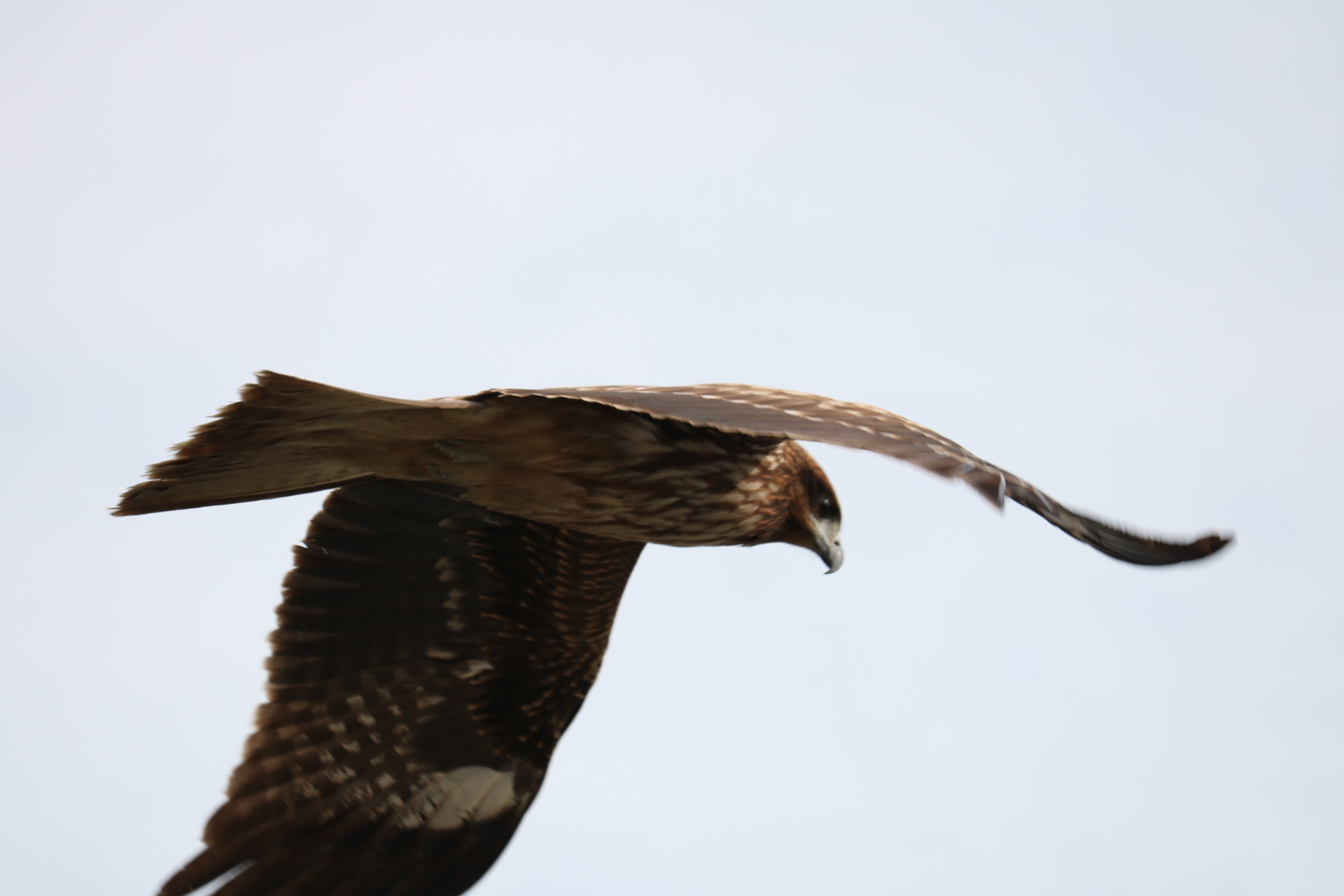 Black Kite