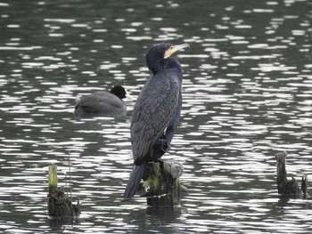 Great Cormorant 中島池 Sat, 12/21/2019